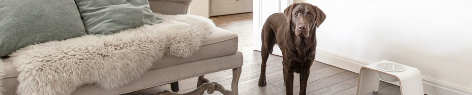 dogBar Single