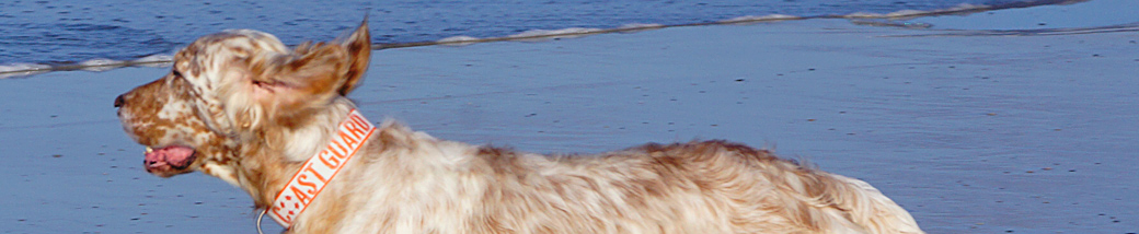 SALTYDOG